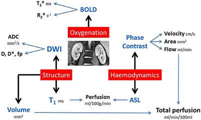 Multiparametric Renal Magnetic Resonance Imaging: Validation, Interventions, and Alterations in Chronic Kidney Disease